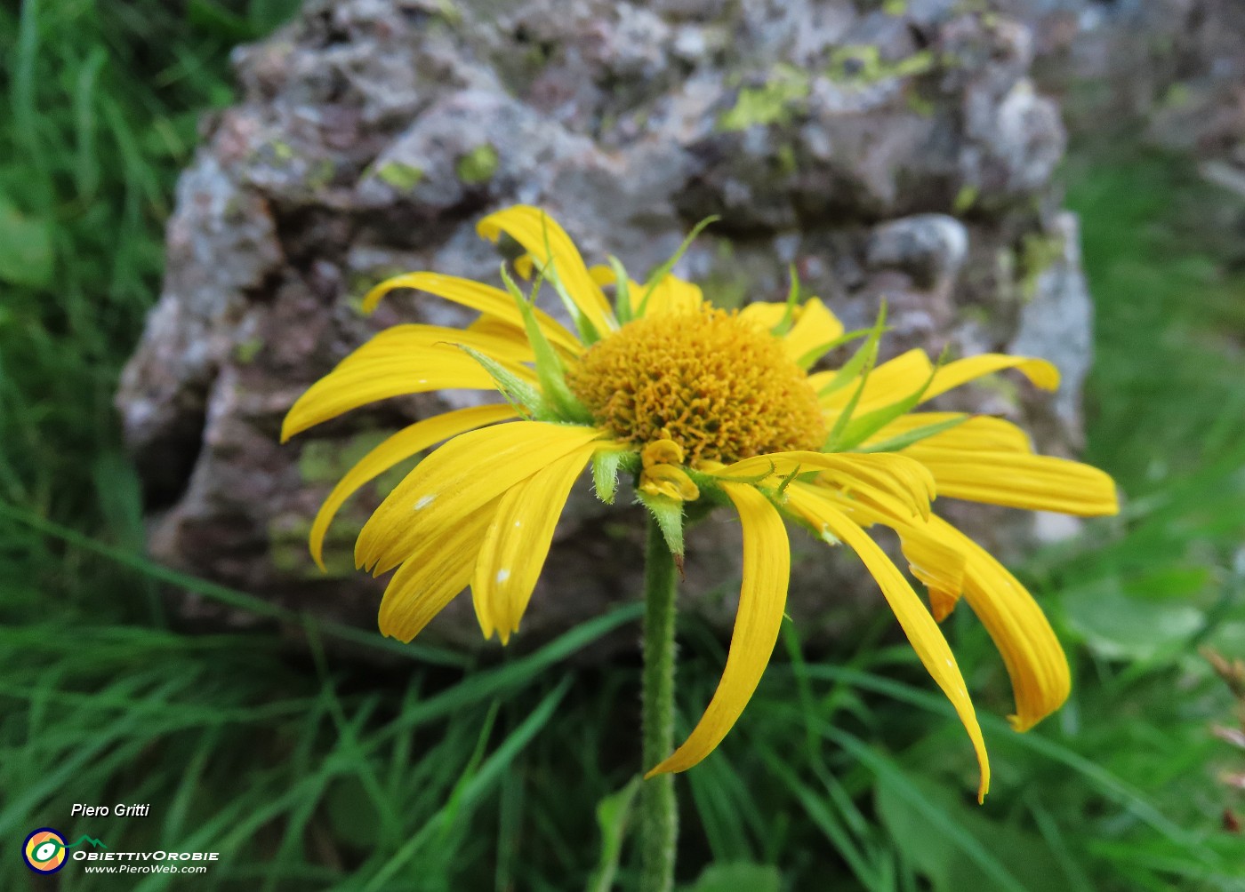 33 Doronicum grandiflorum (Doronico dei macereti).JPG